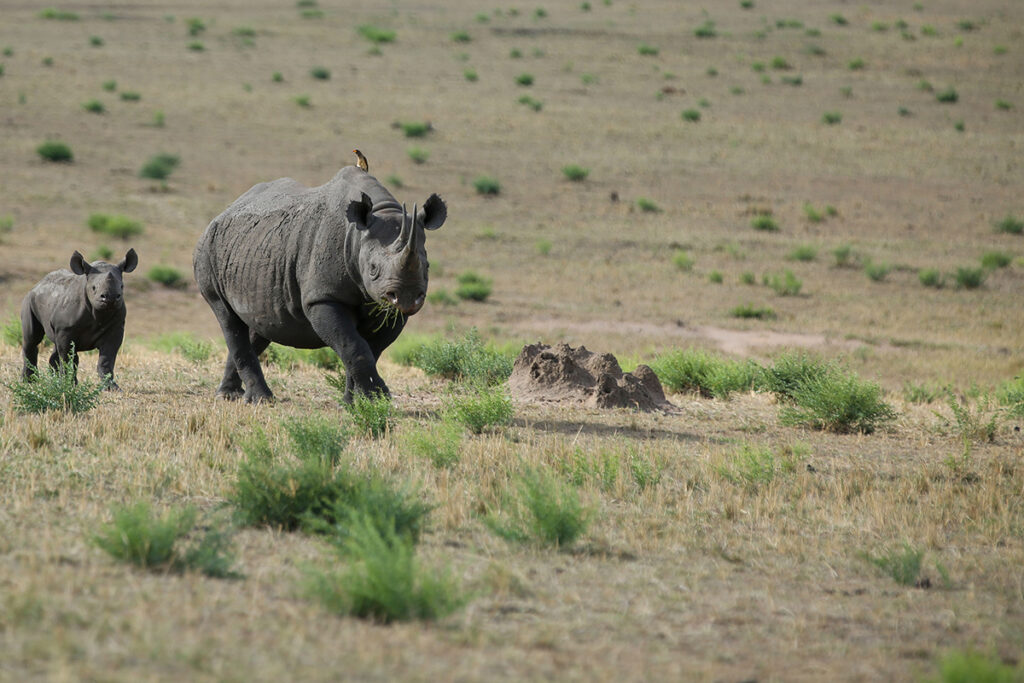 3 Days Fly-In Safari to Ngorongoro