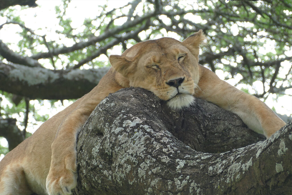 3 Days Safari Serengeti & Ngorongoro Crater