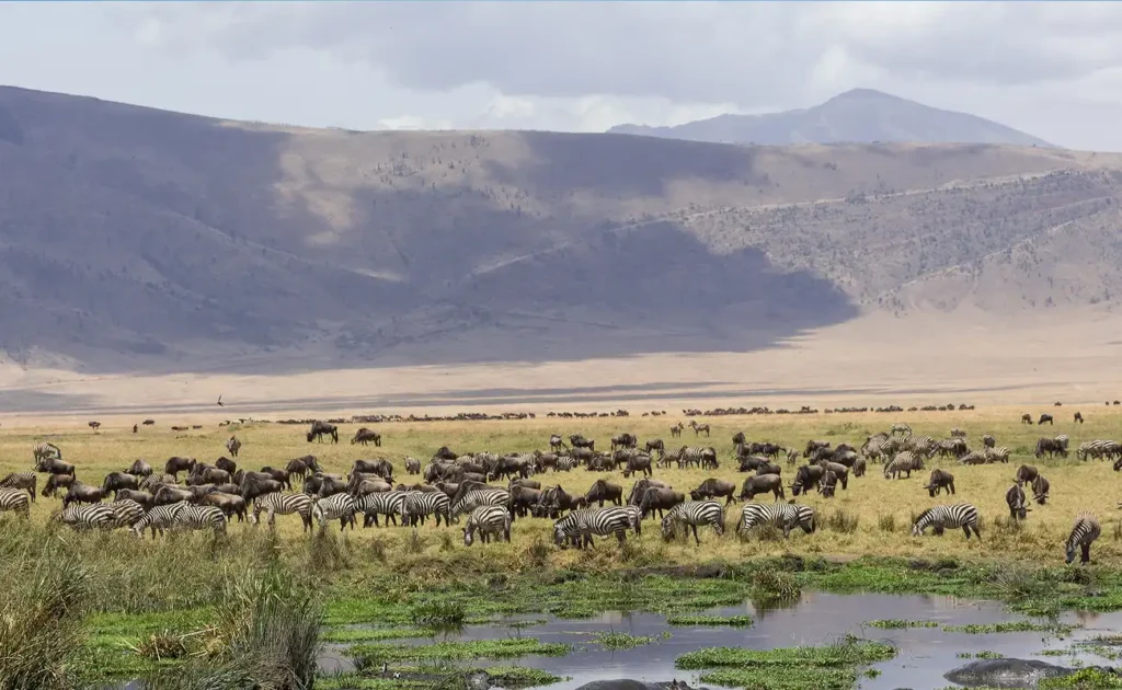 3 Days Serengeti and Ngorongoro Crater Fly in Safari