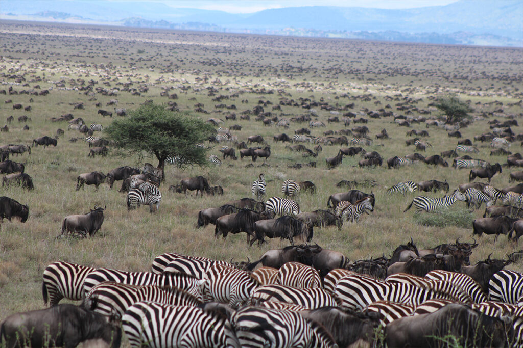 4 Days Ndutu Migration Safari Calving Season