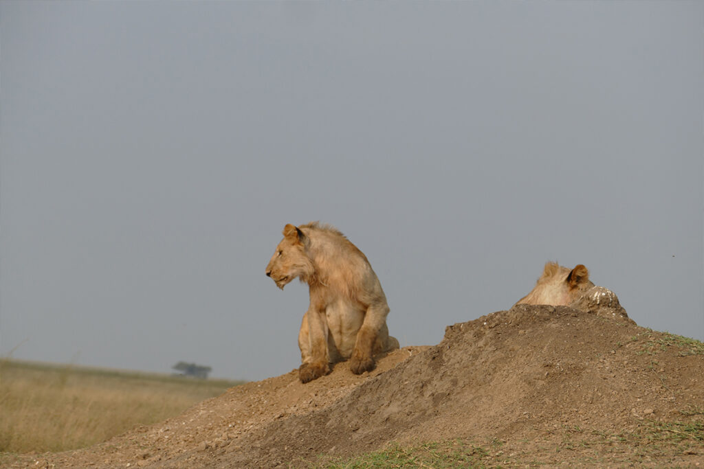 4 Days Serengeti Tanzania Safaris