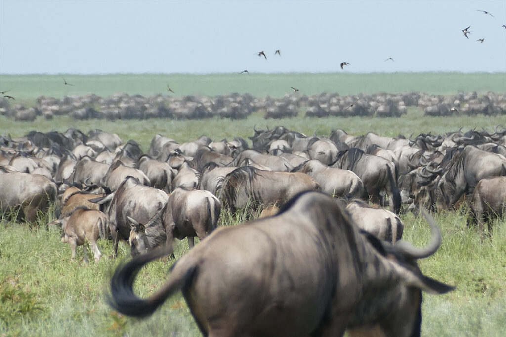 5-Day Great Migration Fly in from Zanzibar