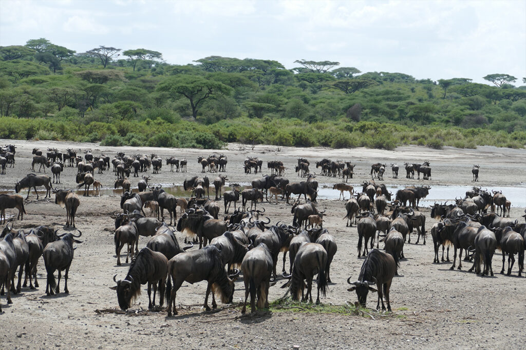 5 Day Ndutu Calving Season Serengeti Migration Safari