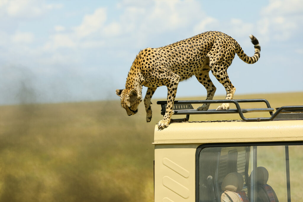 6-Day Safari with Night Game Drive Tanzania