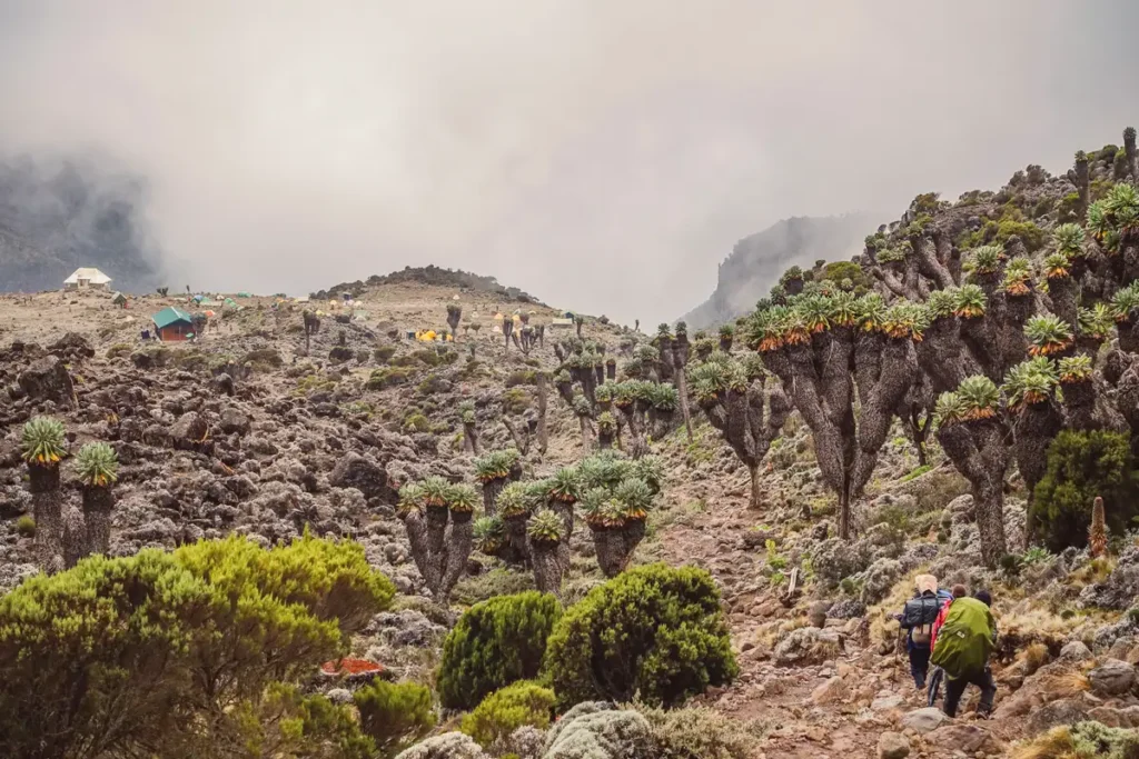 Exploring the High-Altitude Alpine Zones on Mount Kilimanjaro