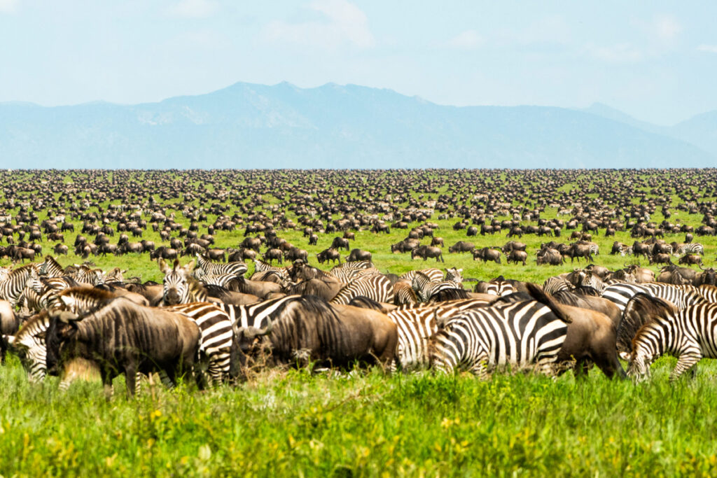 Serengeti 2025: What to Expect During the Great Migration