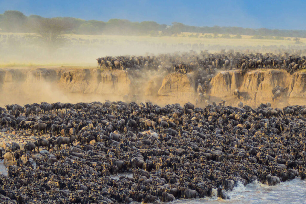 The Serengeti’s Great Migration: Best Viewing Spots in 2025 Sia Yangu Safari