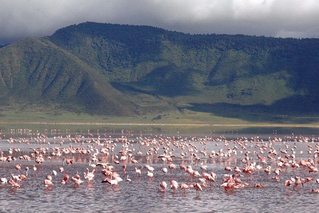 Why Tanzania Safaris Are a Must-Do for Global Travelers in 2025